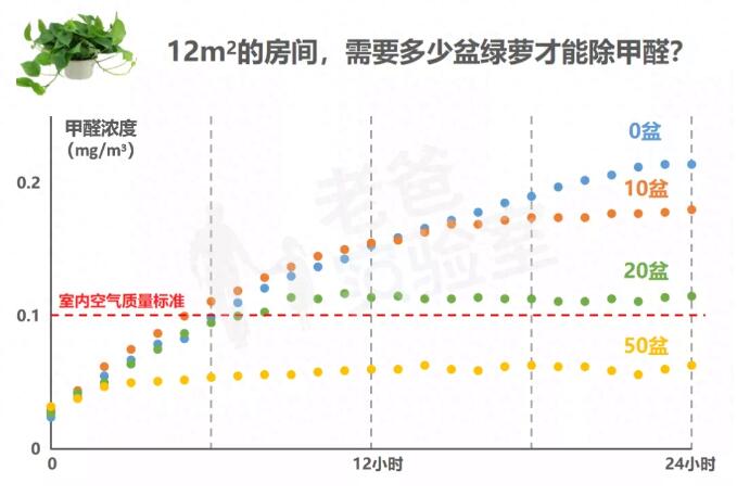 公司用綠蘿除甲醛，到底靠不靠譜？