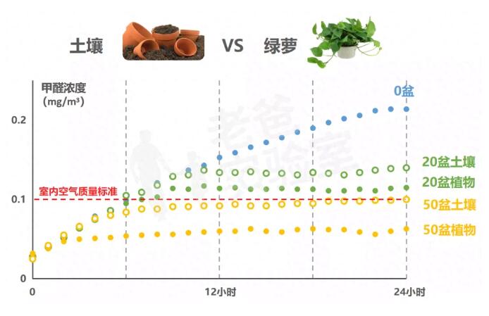 公司用綠蘿除甲醛，到底靠不靠譜？